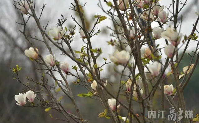 红的、白的、粉的……内江这条街一路“春色”(图6) 6.jpg