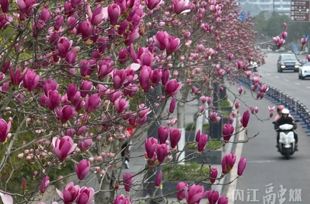 红的、白的、粉的……内江这条街一路“春色”(图8) 8.jpg
