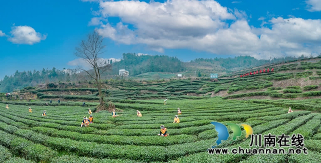 古蔺:高山茶园吐新绿 苗乡茶农采茶忙(图1) 1.jpg