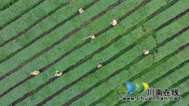 古蔺:高山茶园吐新绿 苗乡茶农采茶忙(图2) 2.jpg