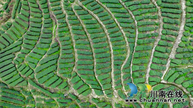 古蔺:高山茶园吐新绿 苗乡茶农采茶忙(图3) 3.jpg