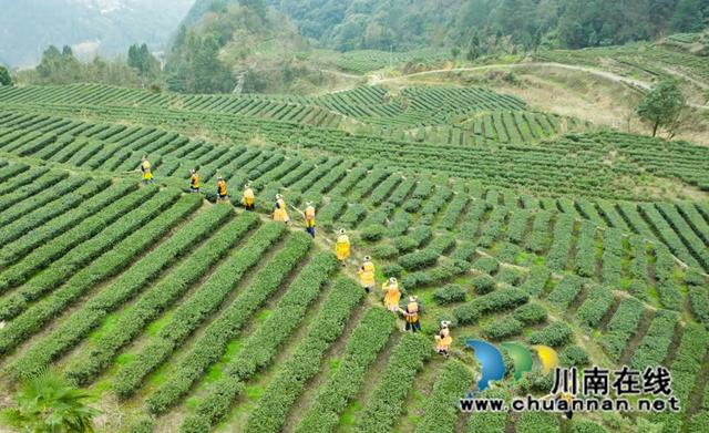 古蔺:高山茶园吐新绿 苗乡茶农采茶忙(图5) 5.jpg