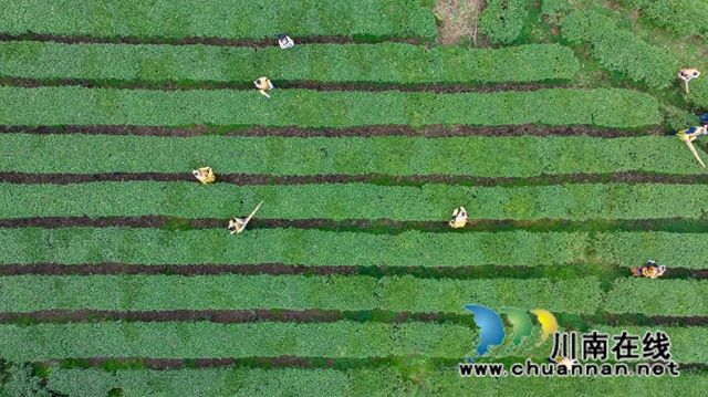 古蔺:高山茶园吐新绿 苗乡茶农采茶忙(图4) 4.jpg