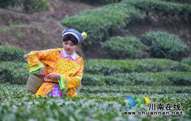 古蔺:高山茶园吐新绿 苗乡茶农采茶忙(图8) 8.jpg