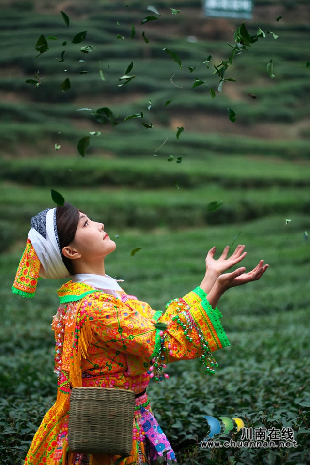 古蔺:高山茶园吐新绿 苗乡茶农采茶忙(图9) 9.jpg