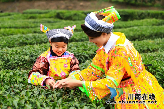 古蔺:高山茶园吐新绿 苗乡茶农采茶忙(图7) 7.jpg