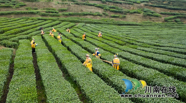 古蔺:高山茶园吐新绿 苗乡茶农采茶忙(图6) 6.jpg