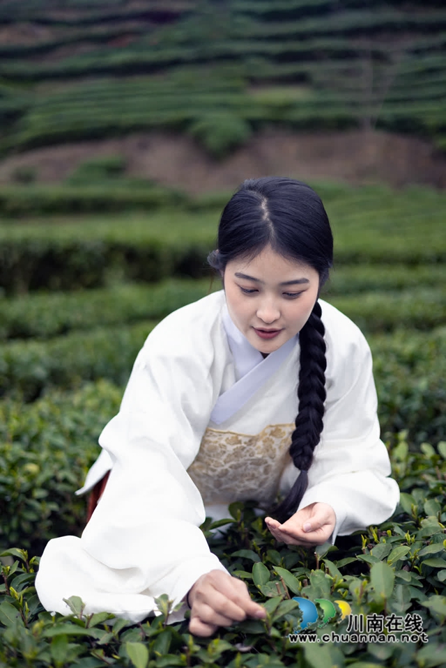 古蔺:高山茶园吐新绿 苗乡茶农采茶忙(图10) 10.jpg