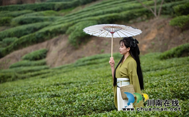 古蔺:高山茶园吐新绿 苗乡茶农采茶忙(图11) 11.jpg