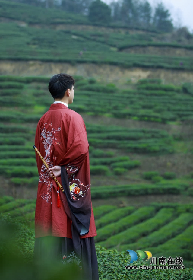 古蔺:高山茶园吐新绿 苗乡茶农采茶忙(图12) 12.jpg