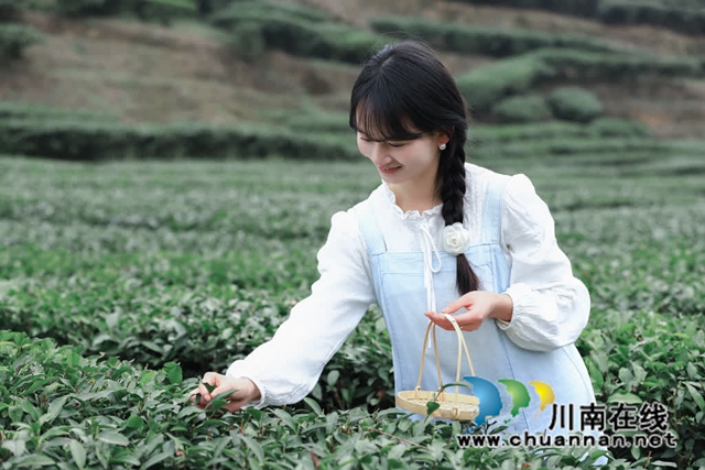 古蔺:高山茶园吐新绿 苗乡茶农采茶忙(图14) 14.jpg