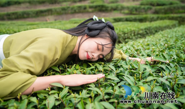 古蔺:高山茶园吐新绿 苗乡茶农采茶忙(图13) 13.jpg