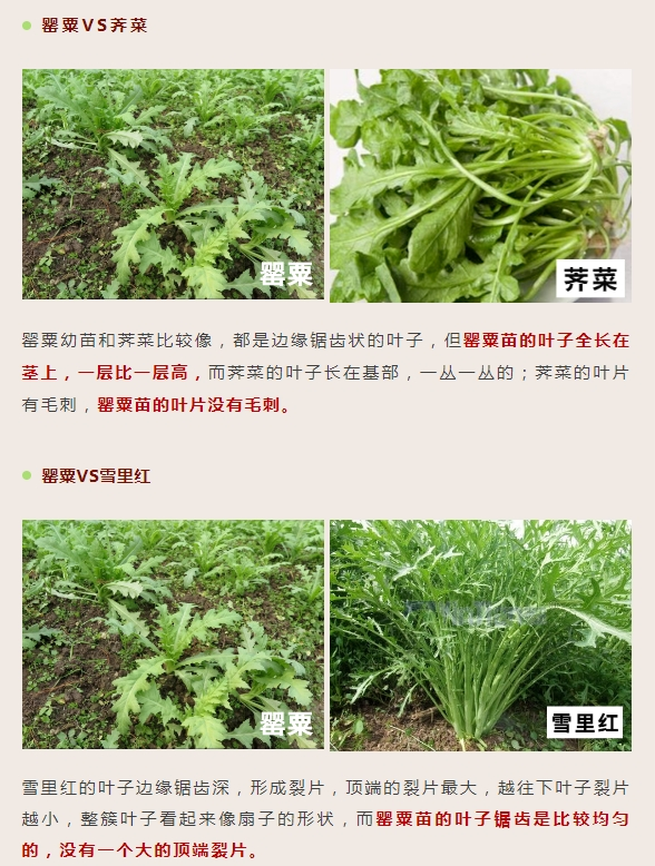 毒6 - 副本.png