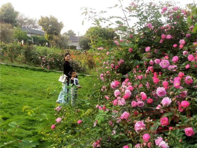 醉江阳,春意浓!踏青赏花季10余项精彩“剧透”来啦~(图13) 微信图片_20240319102848.jpg