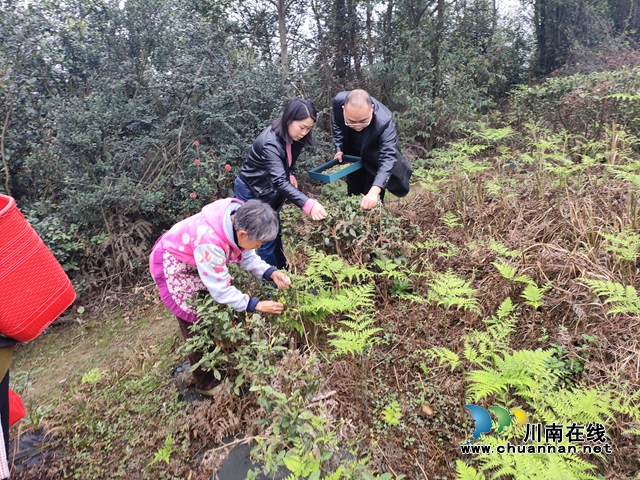 钟丽推荐四川民鑫劳务专合社社员到四川川香绿茶业有限公司采茶.jpg