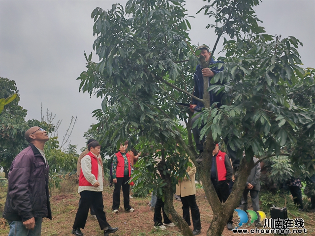 泸县:培训高接高换技术 打造中国晚熟龙眼之乡(图2) 现场操作示范(曾佐然摄).jpg