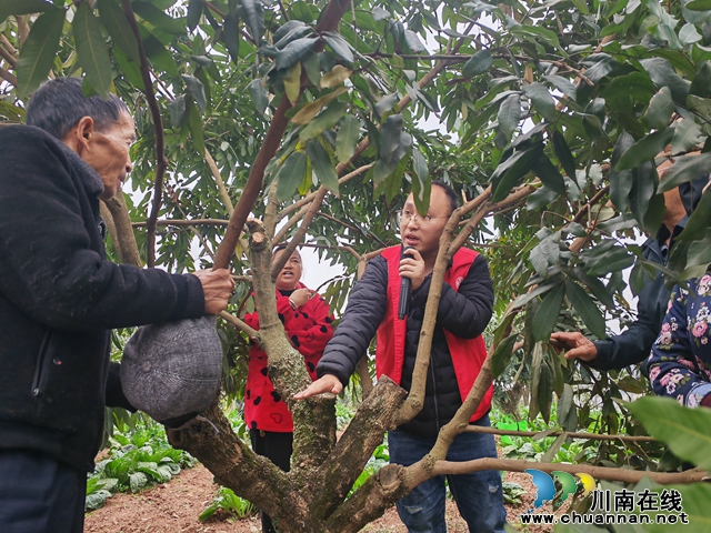 泸县:培训高接高换技术 打造中国晚熟龙眼之乡(图3) 现场讲解(曾佐然摄).jpg