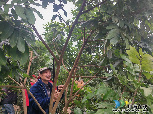 泸县:培训高接高换技术 打造中国晚熟龙眼之乡(图1) 村民现场操作(曾佐然摄).jpg