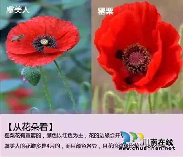 泸县云龙镇:学会分辨“罂”和“虞”,遵纪守法践于行(图2) 图片2.jpg