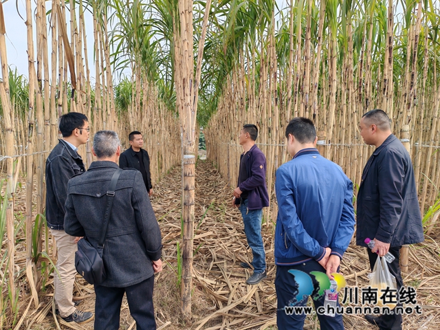 泸县云龙镇到宜宾市长宁县、泸州市江阳区考察学习甘蔗产业发展工作(图1) 10fd4886c81f9c7cc9ca2d5a8f6b9a7.jpg