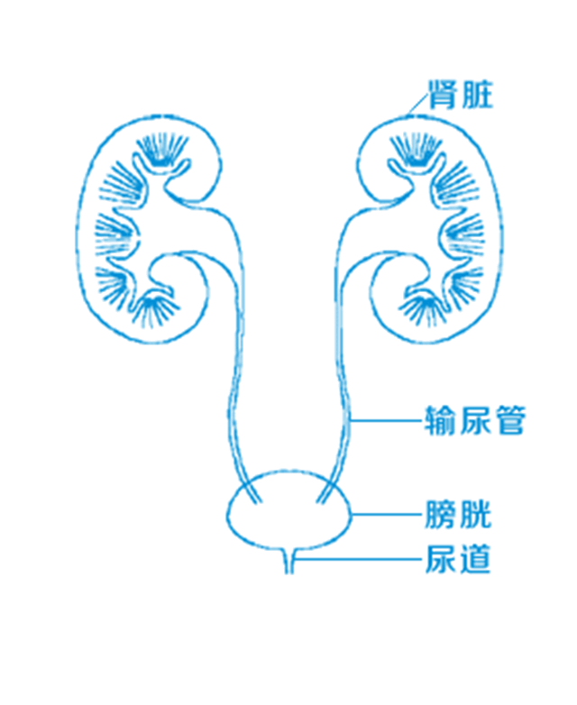 【警惕】腰痛的男人要注意了......当心高尿酸血症——肾结石的帮凶