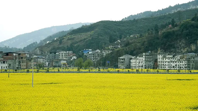 古蔺 “一片鹅黄”引客来!川南最晚油菜花海迎来最佳赏花期……(图2) 2.jpg