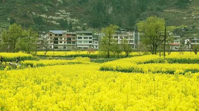 古蔺 “一片鹅黄”引客来!川南最晚油菜花海迎来最佳赏花期……(图3) 3.jpg