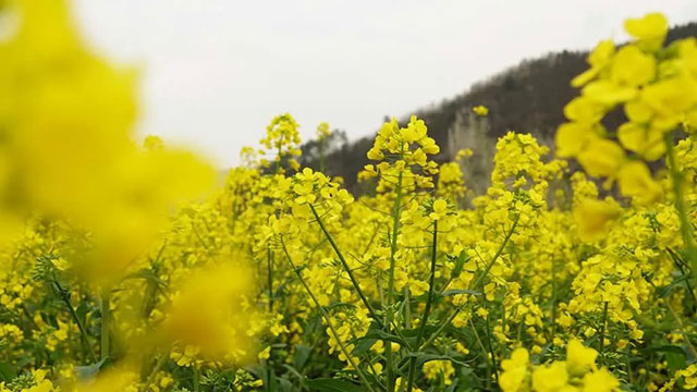 古蔺 “一片鹅黄”引客来!川南最晚油菜花海迎来最佳赏花期……(图4) 4.jpg