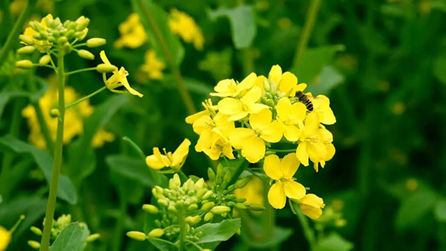 古蔺 “一片鹅黄”引客来!川南最晚油菜花海迎来最佳赏花期……(图5) 5.jpg