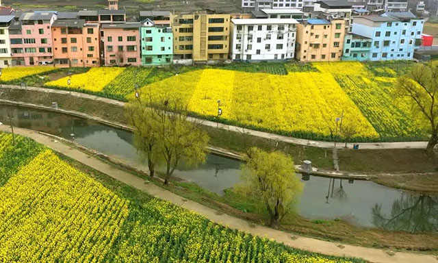 古蔺 “一片鹅黄”引客来!川南最晚油菜花海迎来最佳赏花期……(图8) 8.jpg