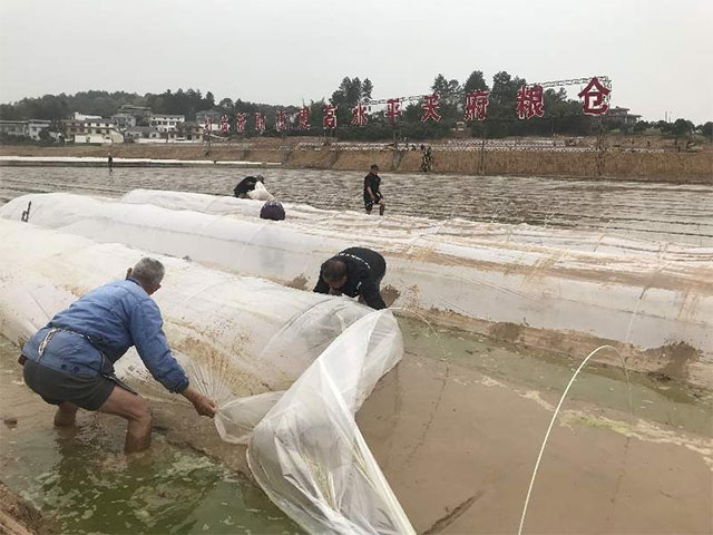 泸县：杂交水稻早制基地开始大规模制种 将供应我国长江流域部分省市区及东南亚地区部分国家