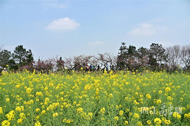 就为一棵树,众多游客专程到内江这里打卡,啥情况?(图3) 3.jpg