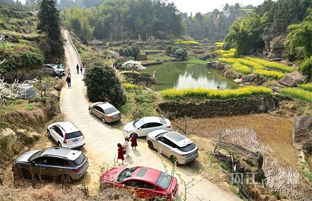 就为一棵树,众多游客专程到内江这里打卡,啥情况?(图1) 1.jpg