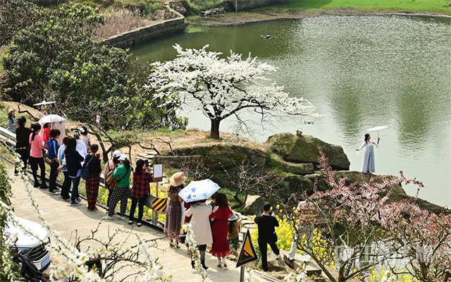 就为一棵树,众多游客专程到内江这里打卡,啥情况?(图2) 2.jpg