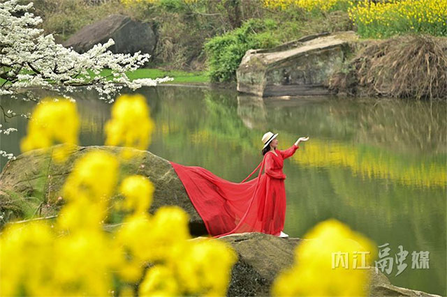 就为一棵树,众多游客专程到内江这里打卡,啥情况?(图4) 4.jpg