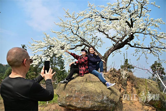 就为一棵树,众多游客专程到内江这里打卡,啥情况?(图6) 6.jpg