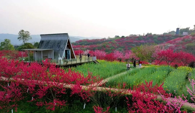 人民日报关注!泸州这里的桃花美出圈~(图4) 微信图片_20240327103807.jpg