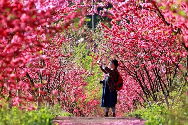 人民日报关注!泸州这里的桃花美出圈~(图8) 微信图片_20240327103824.jpg