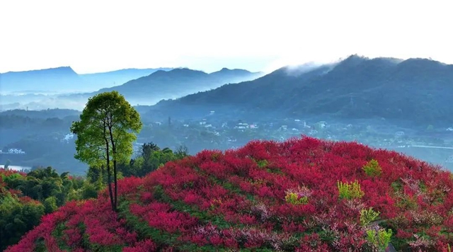 人民日报关注!泸州这里的桃花美出圈~(图9) 微信图片_20240327103828.jpg