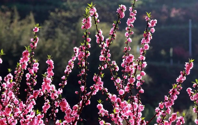 人民日报关注!泸州这里的桃花美出圈~(图10) 微信图片_20240327103832.jpg