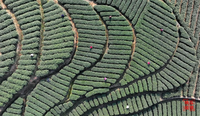 纳溪：统筹做好“三茶”文章，全面推进乡村振兴