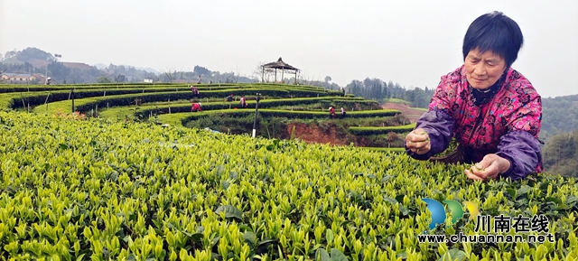 图2：错时采摘让茶农增收不断档.jpg