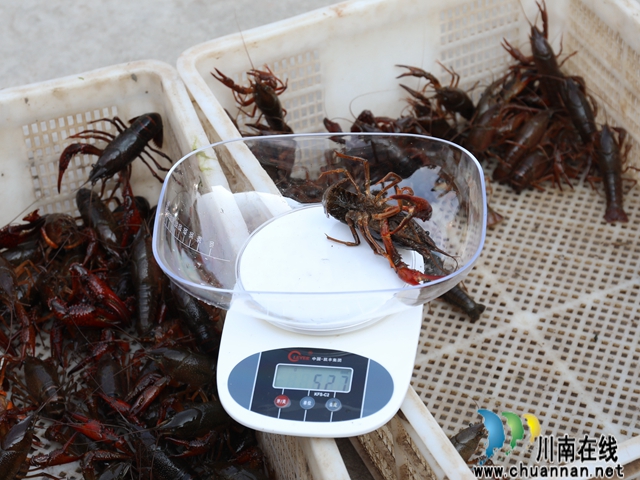 大虾净重52.7克.JPG