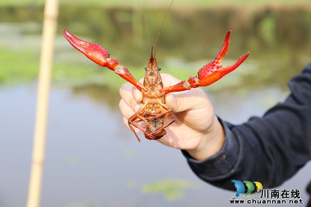 个大肥美的小龙虾.JPG