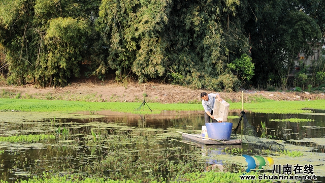 虾农郭昌亮正在虾塘边熟练地收虾网，一只只活蹦乱跳的小龙虾顺势滚落筐中 (1).JPG