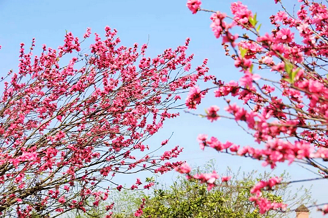 春日郊游丨周末怎么玩?看看泸州这些地方(图8) nEO_IMG_8.jpg
