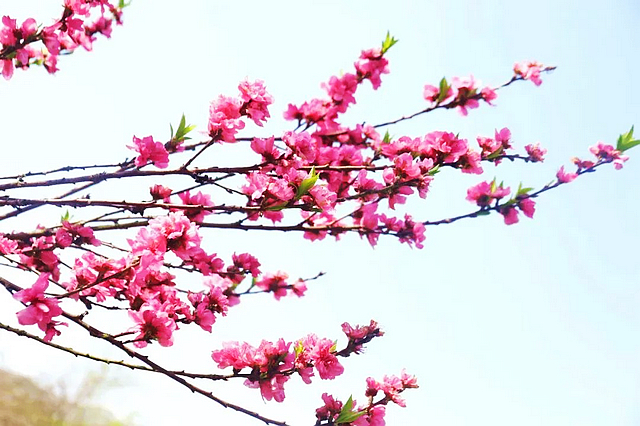 春日郊游丨周末怎么玩?看看泸州这些地方(图10) nEO_IMG_10.jpg