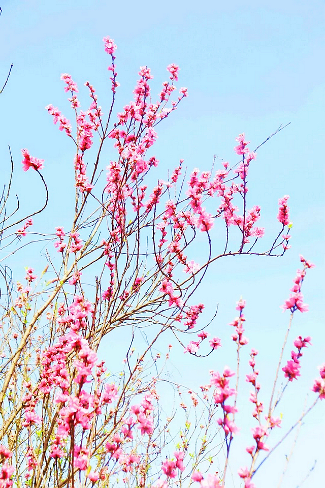 春日郊游丨周末怎么玩?看看泸州这些地方(图9) nEO_IMG_9.jpg