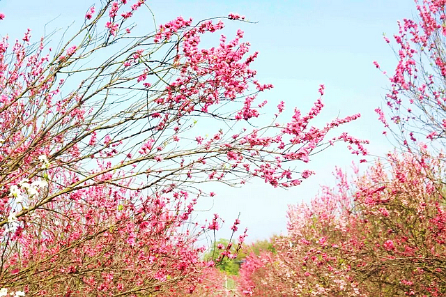 春日郊游丨周末怎么玩?看看泸州这些地方(图11) nEO_IMG_11.jpg