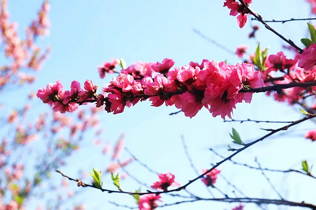 春日郊游丨周末怎么玩?看看泸州这些地方(图12) nEO_IMG_12.jpg